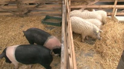 Programele de minimis, cu priză la fermierii cărăşeni: Legumicultorii urmaţi de crescătorii de porci