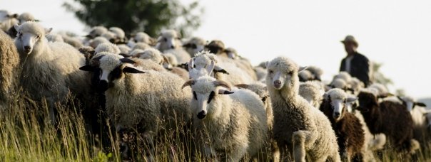 Crescătorii de ovine din Caraş-Severin chiar dacă ar vrea nu au unde preda lâna colectată de la animalele avute în gospodărie