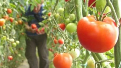 Interes crescut pentru tomate în Caraş-Severin