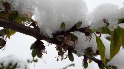 Pomii fructiferi din speciile timpurii influenţate de temperaturile scăzute. Livezile de cais sunt cele mai afectate