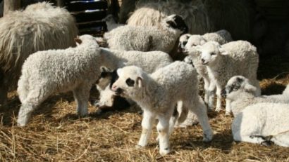 Crescătorii de ovine din Caraş-Severin pot comercializa mieii fără restricţii