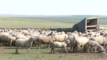 300 de oi moarte în Timiș în urma unui atac al animalelor sălbatice