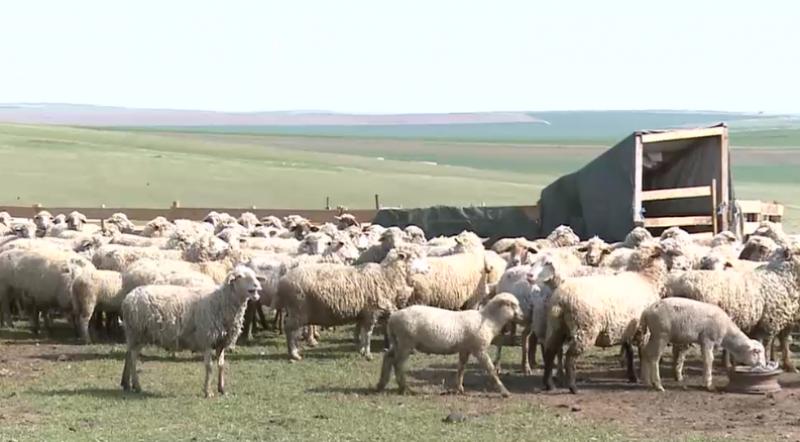 300 de oi moarte în Timiș în urma unui atac al animalelor sălbatice