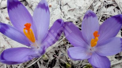 [FOTO] Explozie vegetală pe Semenic: Poienile montane s-au împodobit cu brânduşe, după topirea zăpezii