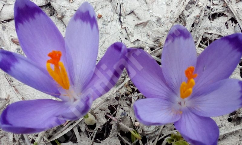 [FOTO] Explozie vegetală pe Semenic: Poienile montane s-au împodobit cu brânduşe, după topirea zăpezii