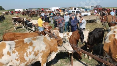 Târgurile de animale din Caraş-Severin, închise de alerta cu pestă porcină africană