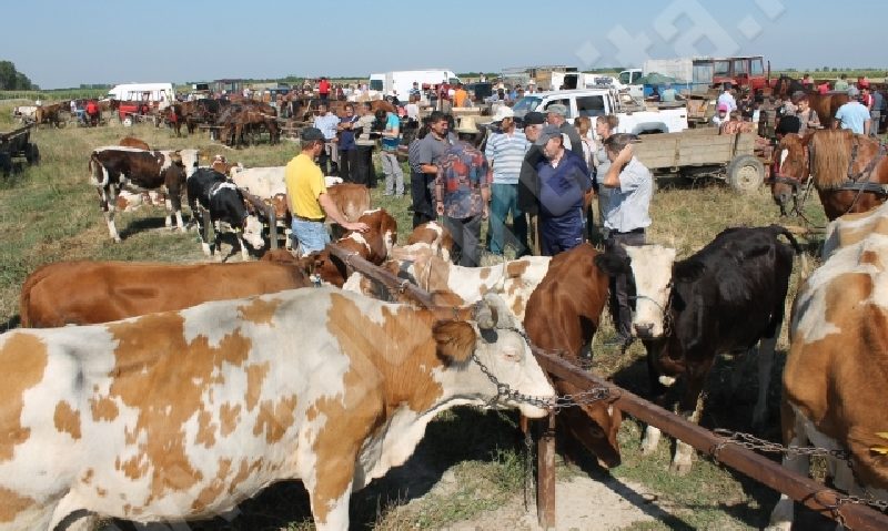 [AUDIO]Sprijin financiar pentru crescătorii de bovine şi bubaline