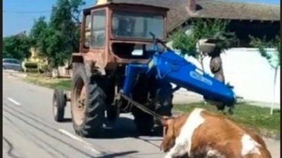 Video: Scene oribile în Timiș. O vacă a fost legată de tractor și târâtă într-o curte