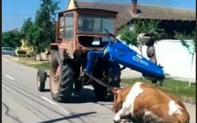 Video: Scene oribile în Timiș. O vacă a fost legată de tractor și târâtă într-o curte