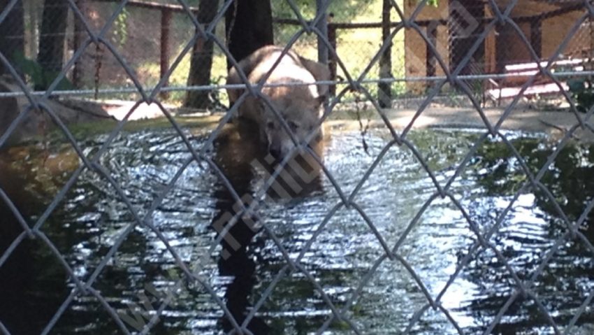 De ziua lor animalele de la zoo se răcoresc în bazine pline cu apă