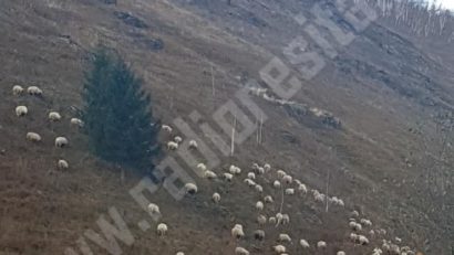 Crescătorii de ovine şi caprine primesc bani de la APIA