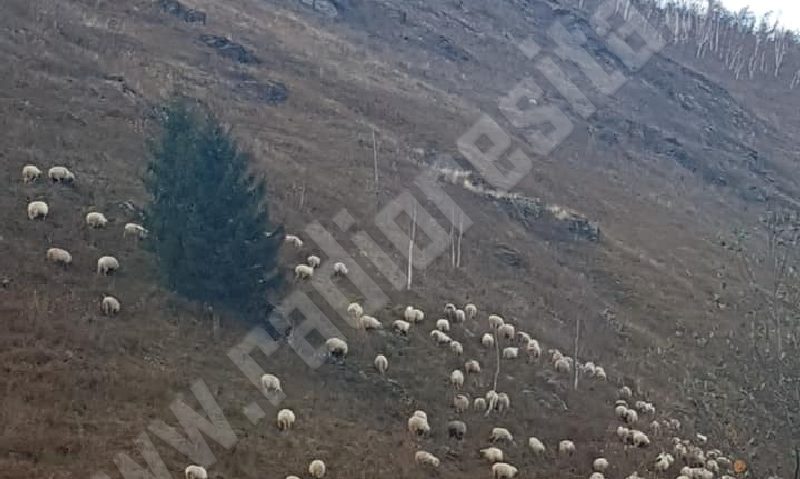 Crescătorii de ovine şi caprine primesc bani de la APIA