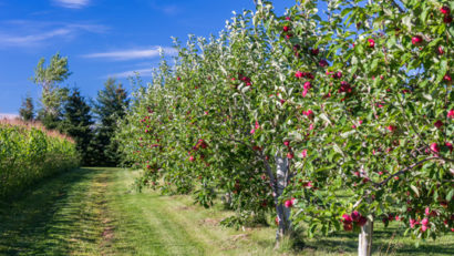 Direcţia pentru Agricultură Caraş-Severin şcoleşte viitorii legumicultori şi pomicultori ai judeţului