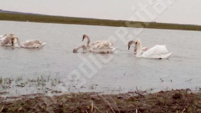 [FOTO] O familie de lebede a poposit pe o baltă din Banat