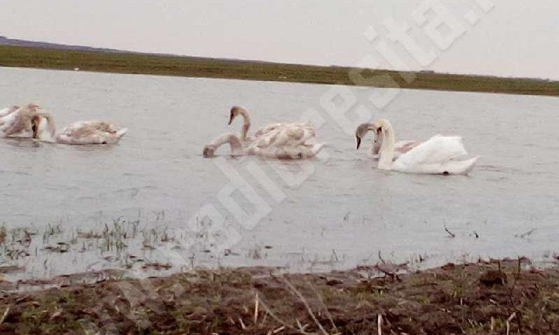 [FOTO] O familie de lebede a poposit pe o baltă din Banat