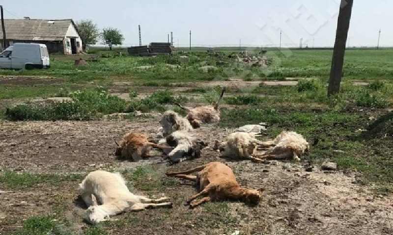 Capre ucise de câini într-un oraş din Caraş-Severin