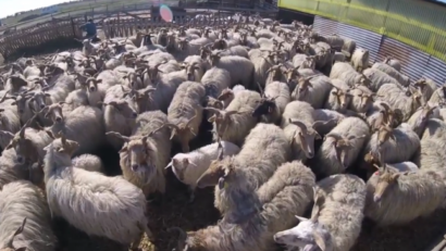 Subvenţii pentru rasele de ovine în abandon: Crescătorii de raţcă din Caraş-Severin primesc bani