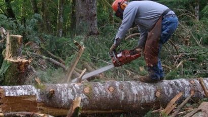 Premieră la Lăpuşnicu Mare: Pădurea fără copaci!