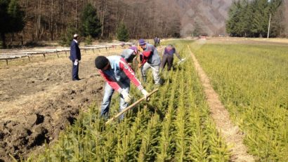 În luna plantării arborilor, Direcţia silvică a judeţului Caraş-Severin vinde puieţi forestieri