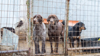 [FOTO] Asociația Animal Voice, noul partener al Primăriei Reșița