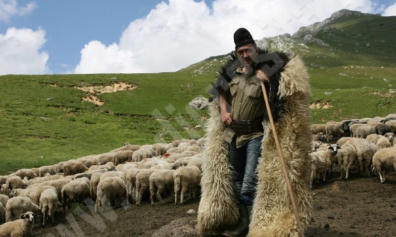 Crescătorii de ovine din Caraş-Severin îşi varsă oful pe autorităţi