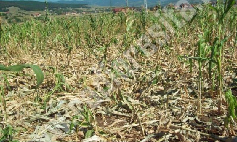 Fenomenele meteorologice extreme afectează economic agricultura din Caraş-Severin: Alimentele ar putea fi mai scumpe!