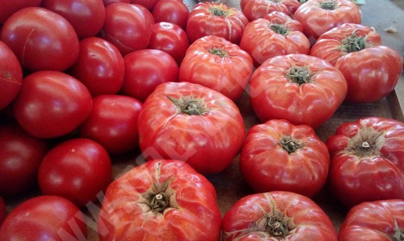 [FOTO] Programul „Tomate”, un succes în Banatul de Munte. Sute de tone de roşii au ajuns în pieţele şi magazinele din Caraş-Severin