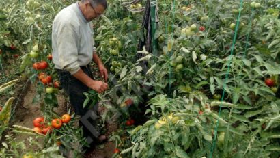 Deşi se plâng că nu este de lucru, agricultura cărăşeană geme după forţă de muncă. Legumele se strică în sere şi culturile în câmp!