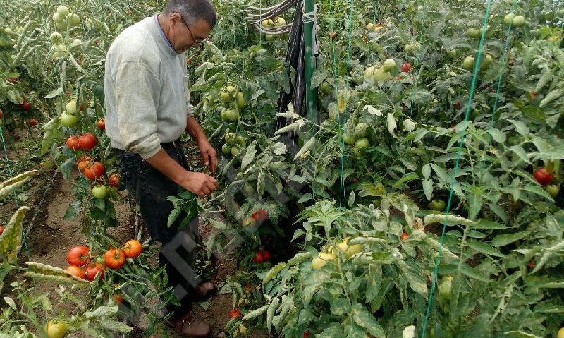 Deşi se plâng că nu este de lucru, agricultura cărăşeană geme după forţă de muncă. Legumele se strică în sere şi culturile în câmp!