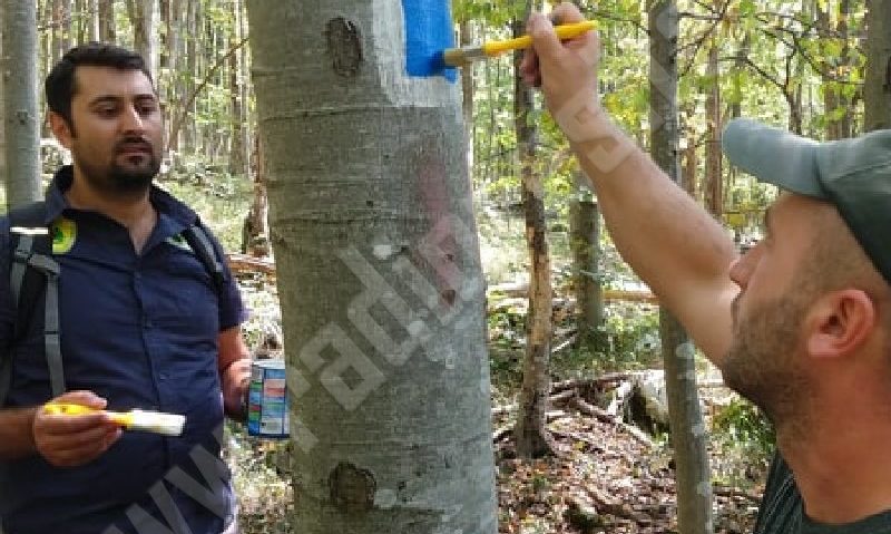 [AUDIO] Marcajele de pe traseele turistice din Parcul Naţional Semenic-Cheile Caraşului, refăcute de rangeri