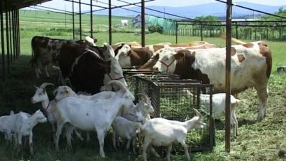 [AUDIO]Lipsa acută a forţei de muncă la sate, reduce drastic efectivele de animale din gospodării