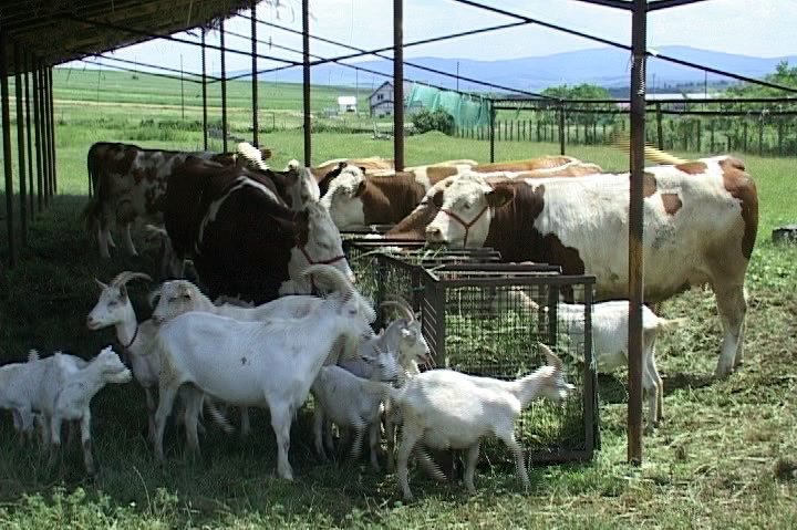 [AUDIO]Lipsa acută a forţei de muncă la sate, reduce drastic efectivele de animale din gospodării