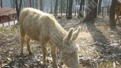 [AUDIO-FOTO] Grădina zoologică din Reşiţa este unicul dezvoltator al asinului alb de Baroc din întreaga ţară