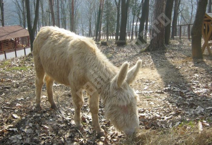 [AUDIO-FOTO] Grădina zoologică din Reşiţa este unicul dezvoltator al asinului alb de Baroc din întreaga ţară