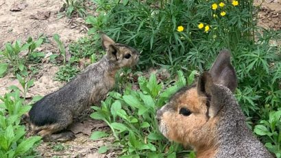 [FOTO] Liniştea impusă de starea de urgenţă, benefică animalelor de la Zoo. Se pot înmulţi în voie