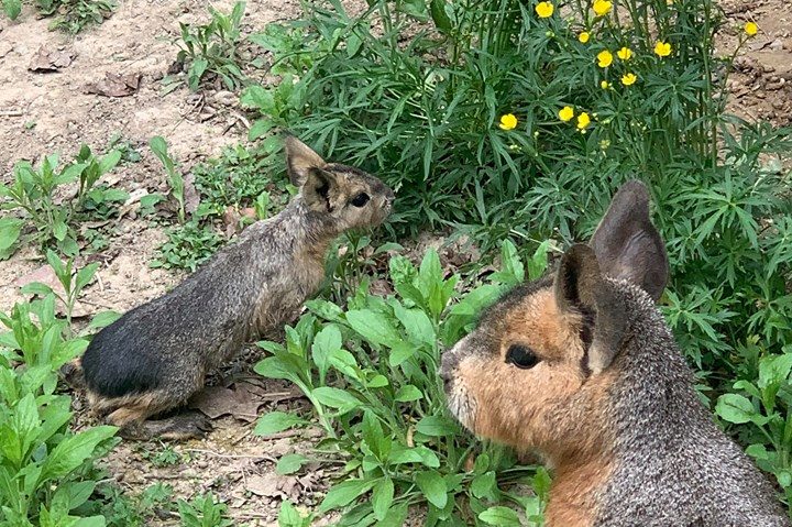 [FOTO] Liniştea impusă de starea de urgenţă, benefică animalelor de la Zoo. Se pot înmulţi în voie