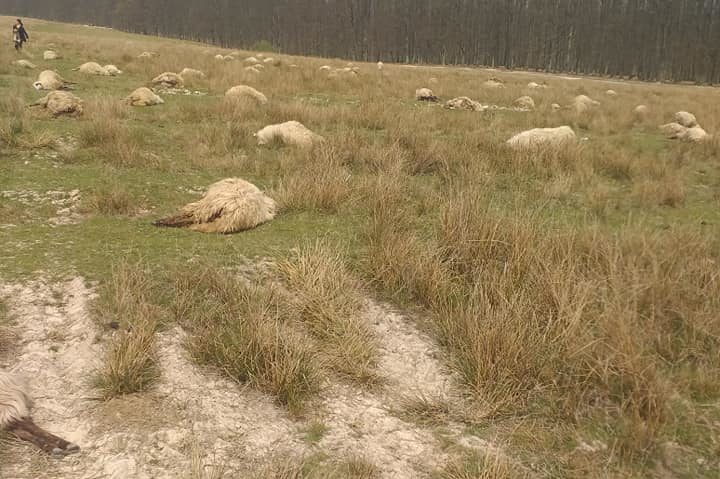 [FOTO-AUDIO] În prag de Paşti, în Caraş-Severin, au murit zeci de oi şi miei. DSVSA a deschis o anchetă!