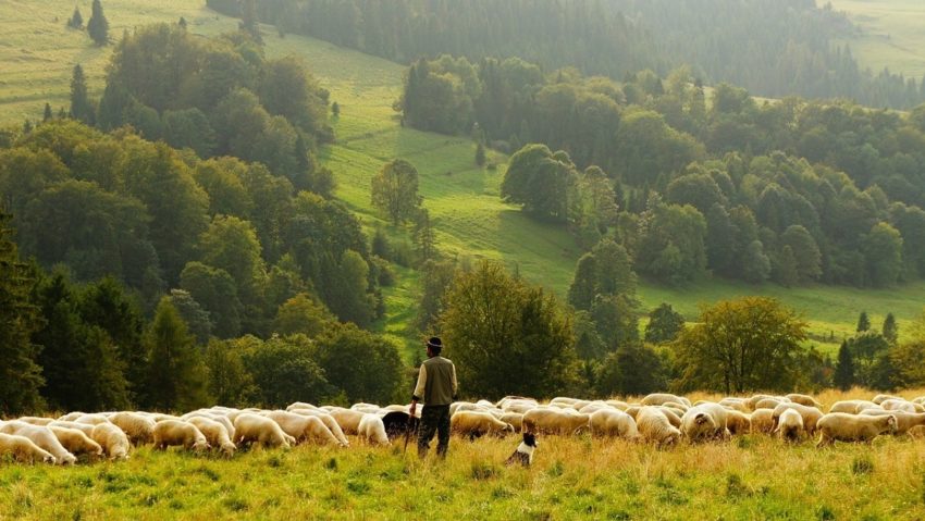 [AUDIO] Fermierii NU vor mai putea vinde mieii către populaţie decât prin centrele de sacrificare