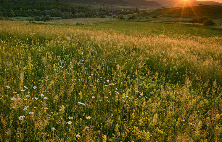 [AUDIO] Ziua Internațională a Biodiversității – sărbătoarea viețuitoarelor din lumea întreagă