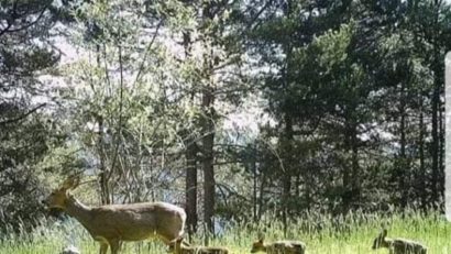 [FOTO][AUDIO] Liniştea, benefică animalelor sălbatice din Parcul Naţional Semenic-Cheile Caraşului