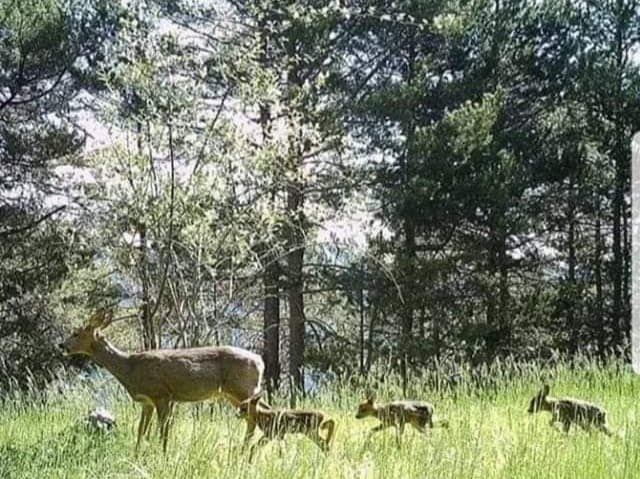 [FOTO][AUDIO] Liniştea, benefică animalelor sălbatice din Parcul Naţional Semenic-Cheile Caraşului