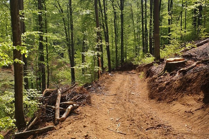 [AUDIO] Garda Forestieră Timişoara a descoperit grave nereguli la un Ocol silvic din Caraş-Severin