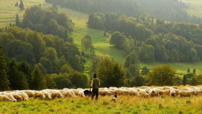 [AUDIO] Act criminal, au demonstrat rezultatele analizelor de laborator în cazul ovinelor găsite moarte pe o păşune din Caraş-Severin