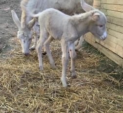 [FOTO-VIDEO-AUDIO] Unică în România, familia de asini albi de Baroc, mândria Grădinii Zoologice din Reşiţa, şi-a mărit efectivul! Puiul de măgar poate fi văzut de luni, 8 iunie