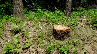 [AUDIO] Peste 170 de hectare de pădure de pe raza unui UAT din judeţul Caraş-Severin, introduse în fondul forestier naţional