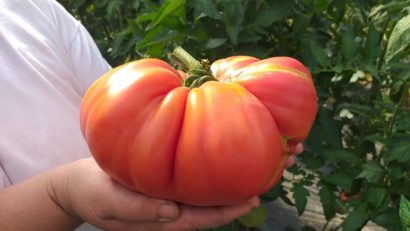 [FOTO] Programul „Tomate” dă roade semnificative în Caraş-Severin: Roşii gigant la Mâtnicu Mare