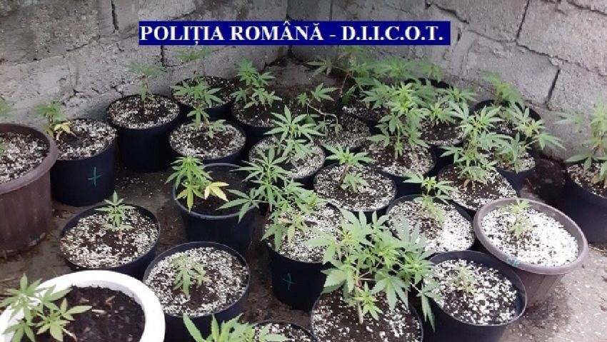 [FOTO-AUDIO] Percheziţii la traficanţii de cannabis din Arad