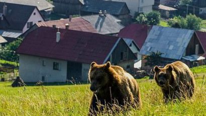 Sătenii şi fermierii din zonele de munte primesc bani de la stat pentru a-şi proteja de jivinele pădurii casele şi gospodăriile