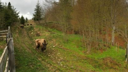 [AUDIO] Echipă de intervenţie la Armeniş: Primăria comunei cărăşene sprijină implicarea WWF România în zonă şi asigură protecţia sătenilor