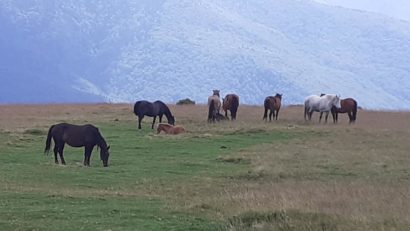 74 din 77 de UAT-uri din Caraş-Severin au întocmite amenajamentele pastorale